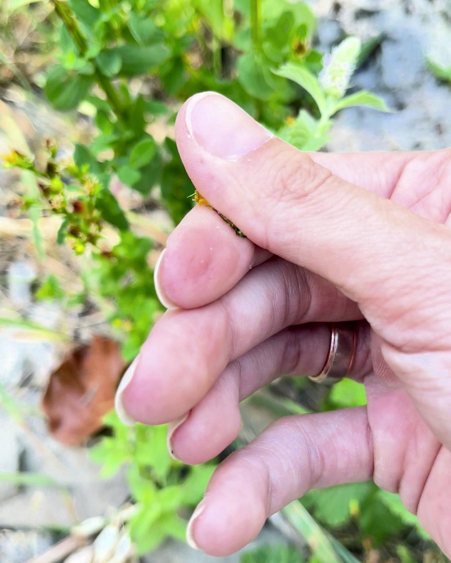 Finger zerreiben eine Knospe des Johanniskrauts