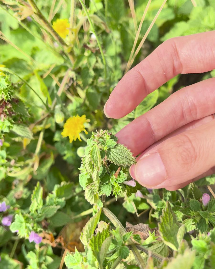 Hand zerreibt ein Blatt der Schwarzen Nessel