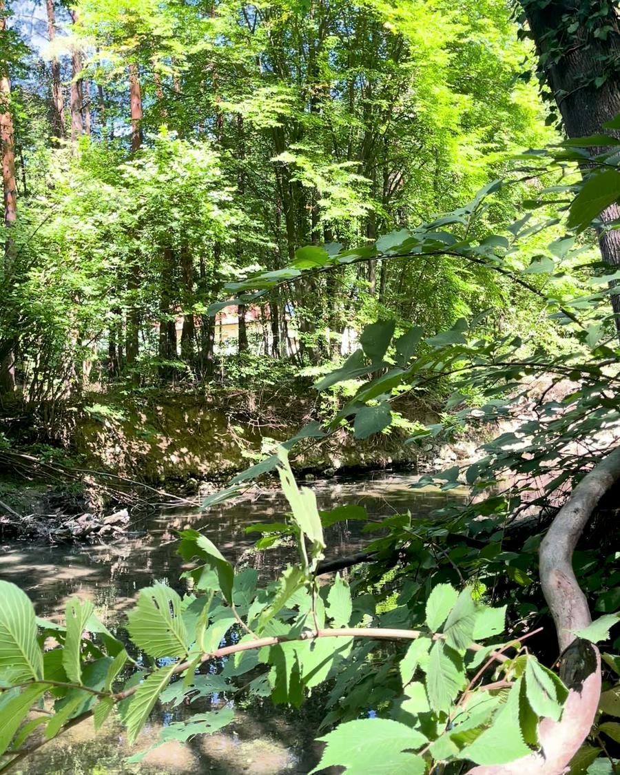 Sonniger Laubwald an einem Bach