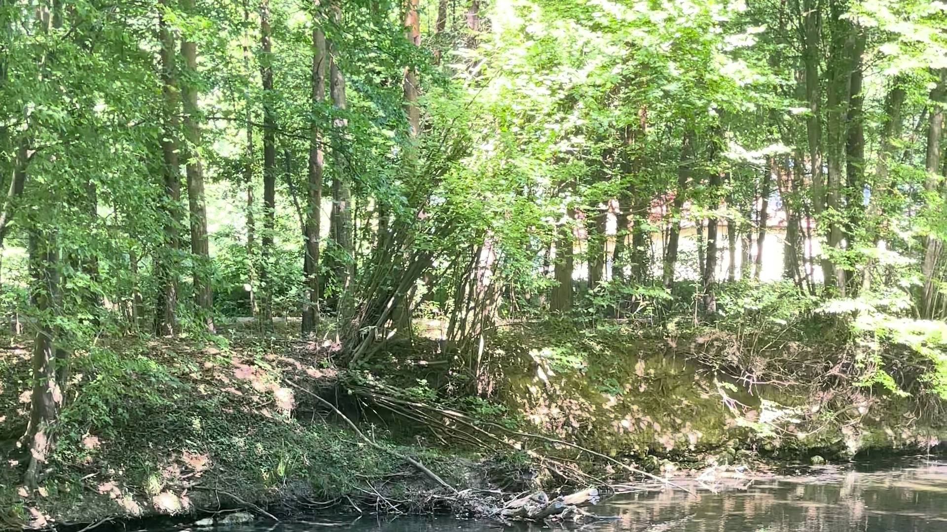 Lichter Laubwald an einem ruhigen Bach