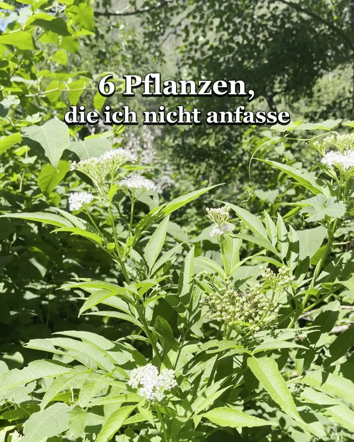Standbild aus dem Reel „6 Pflanzen, die ich nicht anfasse“